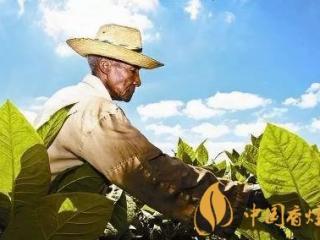 烟叶是属于什么植物 烟叶的起源和发展历史分析