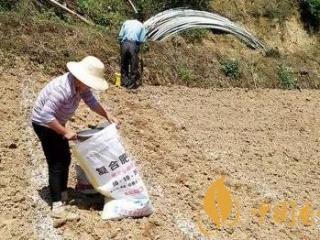 香烟幼苗如何栽培 香烟高效栽培技术介绍